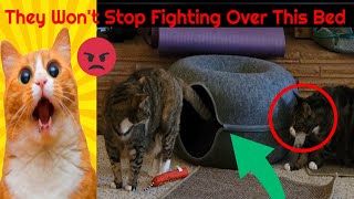 �😂�✅Cat Tunnel Bed Donut Review ♥| Our Cats Won't Stop Fighting Over This.