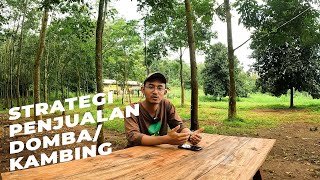 Strategi Penjualan dan Branding Domba dan Kambing | @kebonfarm-kf3wp