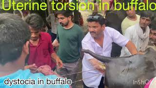 Difficulty in birthl Uterine torsion in cow & buffalol गाय भैंस में फँसा बच्चा कैसे निकाले l dr umar
