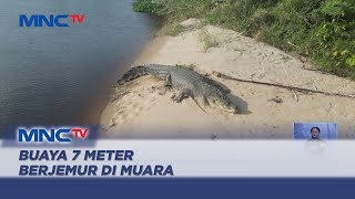 Heboh! Kemunculan Buaya Raksasa Berukuran 7 Meter Berjemur - LIS 15/09