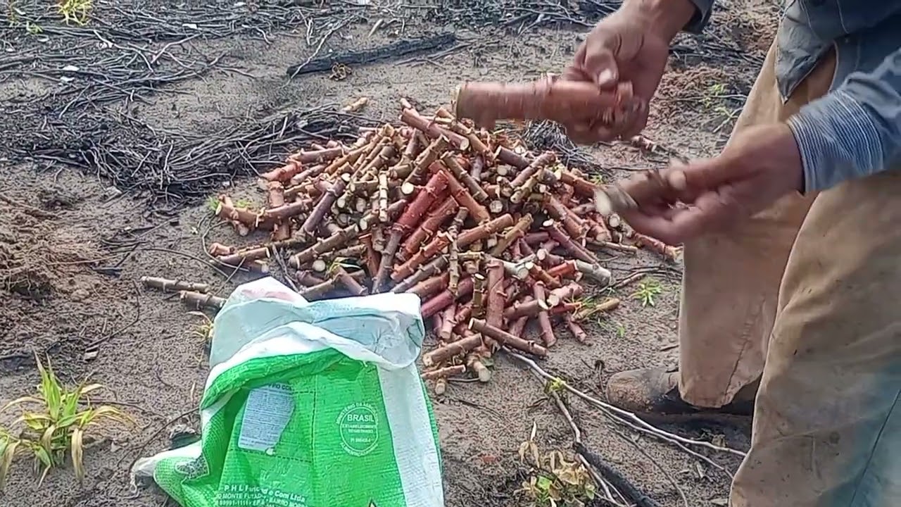 Dia de plantar macaxeira #sitiorecomeco #vidanaroça #plantacaodemacaxeira#agriculturafamiliar