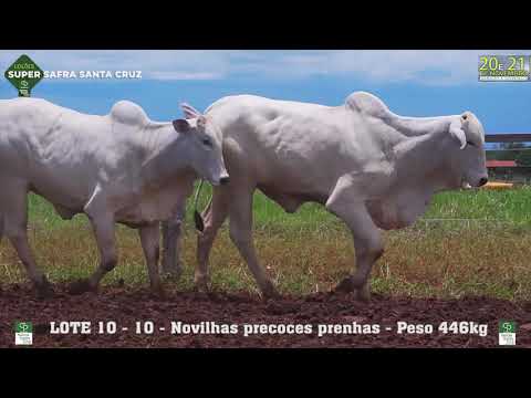 LOTE 010  -  Novilhas precoces prenhas