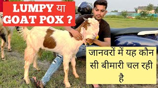 Lumpy or Goat Pox Konsi Bimari chal Rahi hai Yeh by SHADAB NBT 4,154 views 1 year ago 5 minutes, 57 seconds