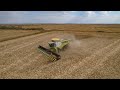 Corn harvest  16 row olimac drago gt 75cm30  claas lexion 780 terra trac