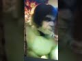 Hulk vs Bionic Bigfoot! #Shorts #TinmansCorner #WhatIf #IncredibleHulk #BionicBigfoot #Question