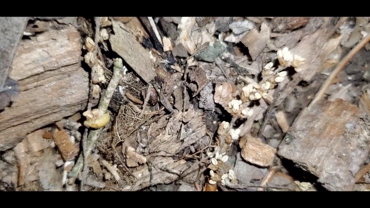 WHAT IS A GLOW WORM LOOK IN THE DISCRETION