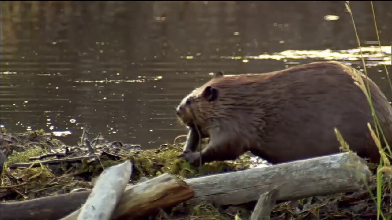 How Beavers Build Dams Leave it to Beavers YouTube