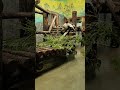 Когда на завтрак выбираешь сомое вкусное! (панда Жуи-папа Катюши) #панда #зоопарк  #животные