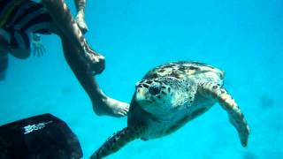 Swimming With Turtles - Hd