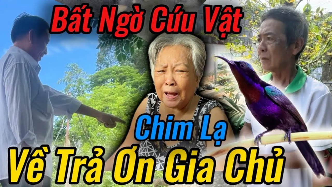 Bất Ngờ, Phát Hiện Con Chim Lạ Đến Nhà Trả Ơn Gia Chủ Suốt Nhiều Năm Gì Chuyện Này