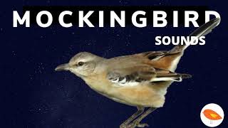 Best Mockingbird Sounds Compilation- Birds Singing Compilation 🐤 🐤🎵