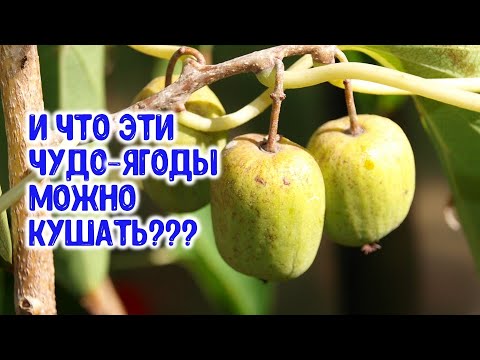 Что за чудо-ягоды висят на диковинных лианах? И что их можно кушать?