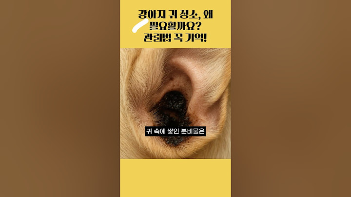 강아지 귀 청소, 안 하면 어떻게 될까?