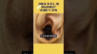 강아지 귀 청소, 안 하면 어떻게 될까?