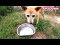 保健所から来た噛み犬【2日目】名前ミリオくんに決定👍