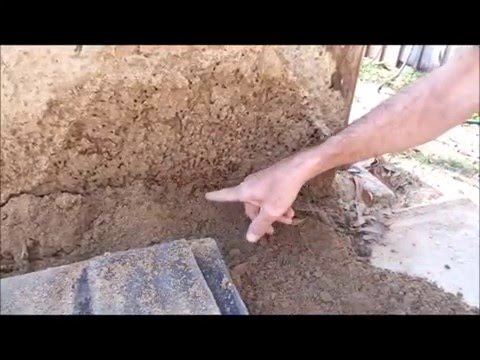 Fire ants on Deep South Homestead