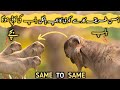 Method of getting a goat kid same like male goat  goat farming as a business 