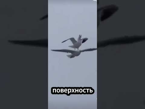 Умная чайка