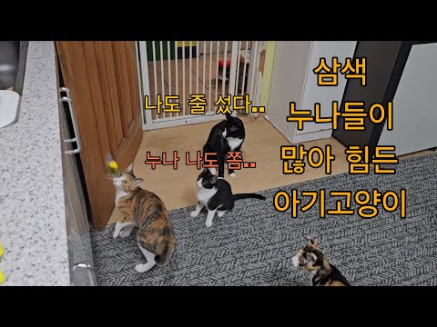 (2026.2.6) 발정난 슈리 ,삼색누나들 등살에 힘든 라초 아기