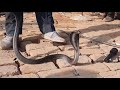 लम्बे समय से था ये बडे नाग-नागिन का जोड़ा Rescue Two Big Cobra Snake