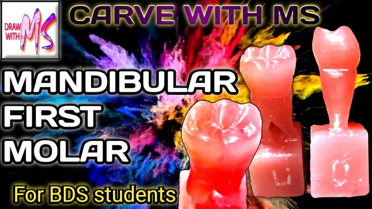 MANDIBULAR FIRST MOLAR Carving step by step with proper
