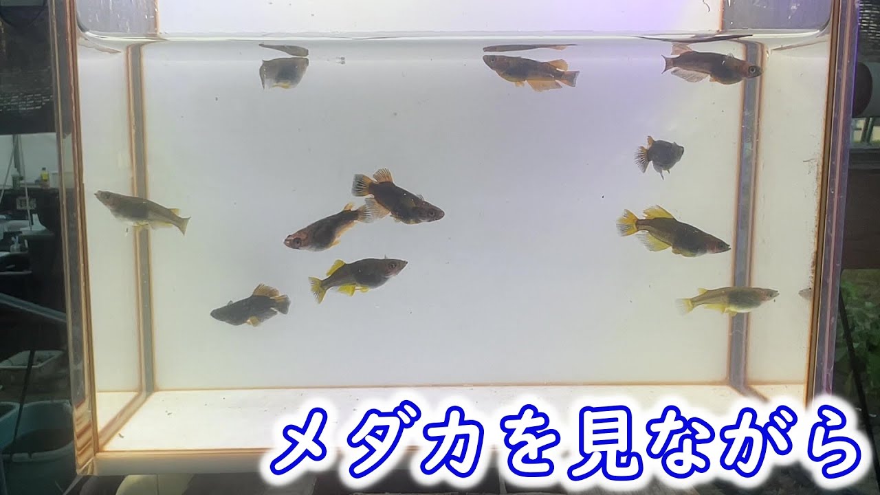 めだか】メダカを横見ケースで観察していたのでその模様。B型おやじ