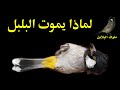 لماذا يموت البلبل هذه هي جميع اسباب موت البلابل 