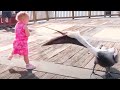 Funny Baby and Animals Playing Together - Baby and Pets Video