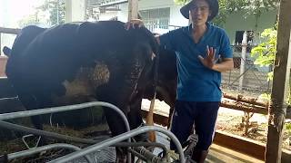 Cho bò ăn và vắt sữa theo cách của người dân địa phương Việt Nam