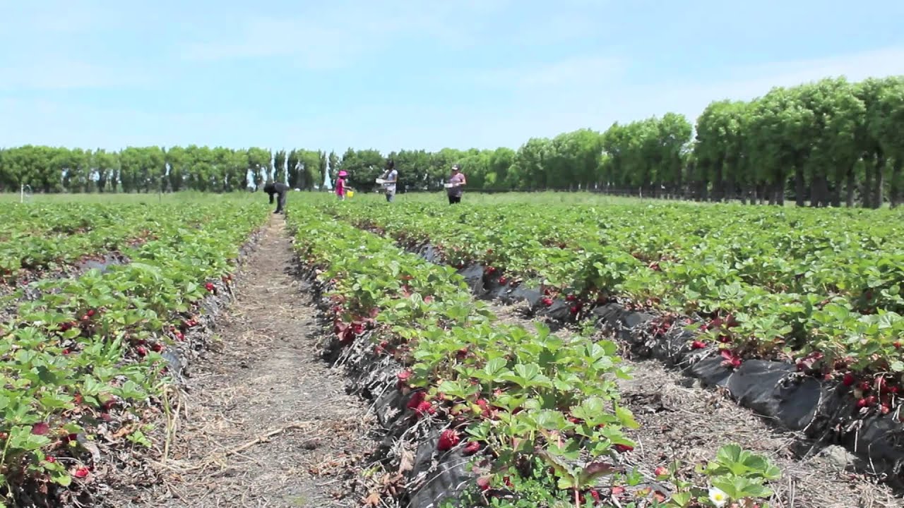 Strawberry Picking, Christchurch, New Zealand YouTube