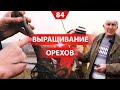 Ореховый сад. Посадка и выращивание. Ореховод Николай Киктенко в Молдове