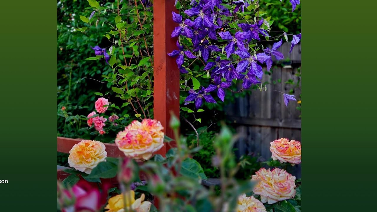Various Roses and Clematis on a Pergola