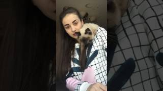 МОЙ КОТ ПЫТАЕТСЯ МЕНЯ УБИТЬ / ШОК / СМЕШНОЙ КОТ или КАК РАЗБУДИТЬ КОТА ???? МОЙ КОТ ПЫТАЕТСЯ МЕНЯ УБИТЬ / ШОК / СМЕШНОЙ КОТ или КАК РАЗБУДИТЬ КОТА ????