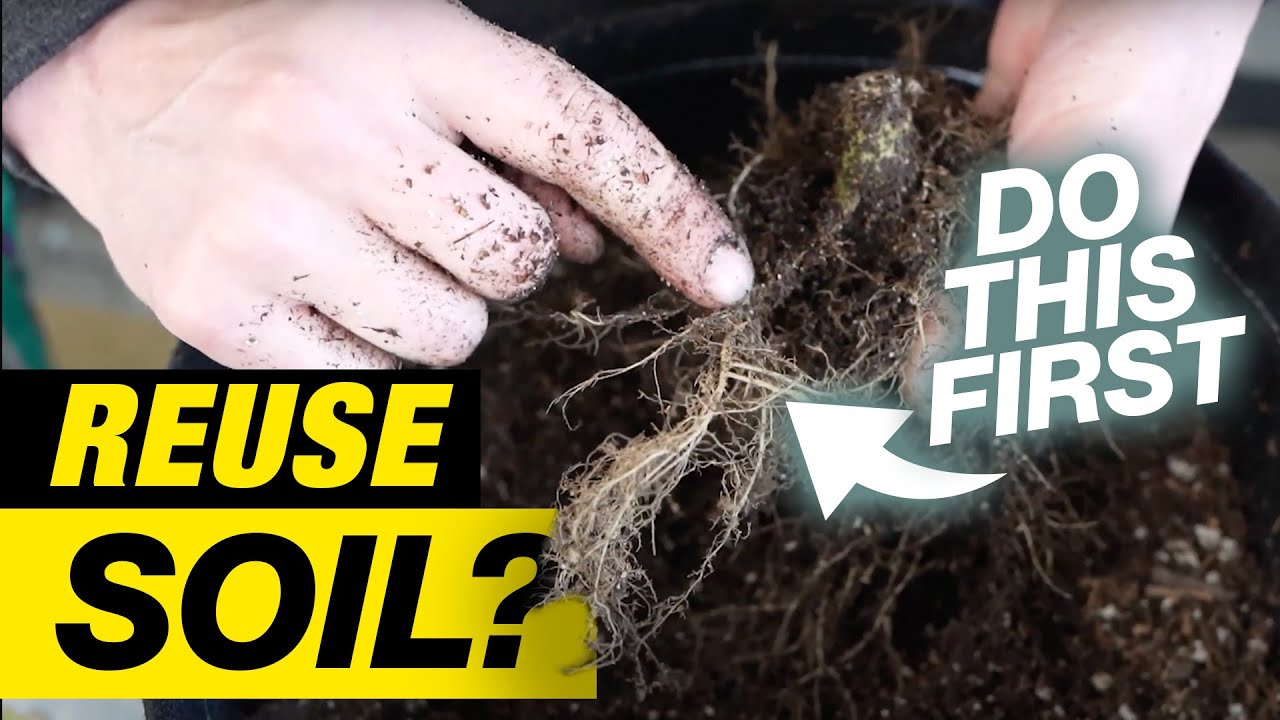 CAN I REUSE POTTING SOIL? HOW TO REVIVE OLD POTTING SOIL. YouTube