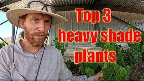 Top 3 Shade Plants for Texas - Landscaping Pro Tips #texas #nativeplants #garden #landscape #shade