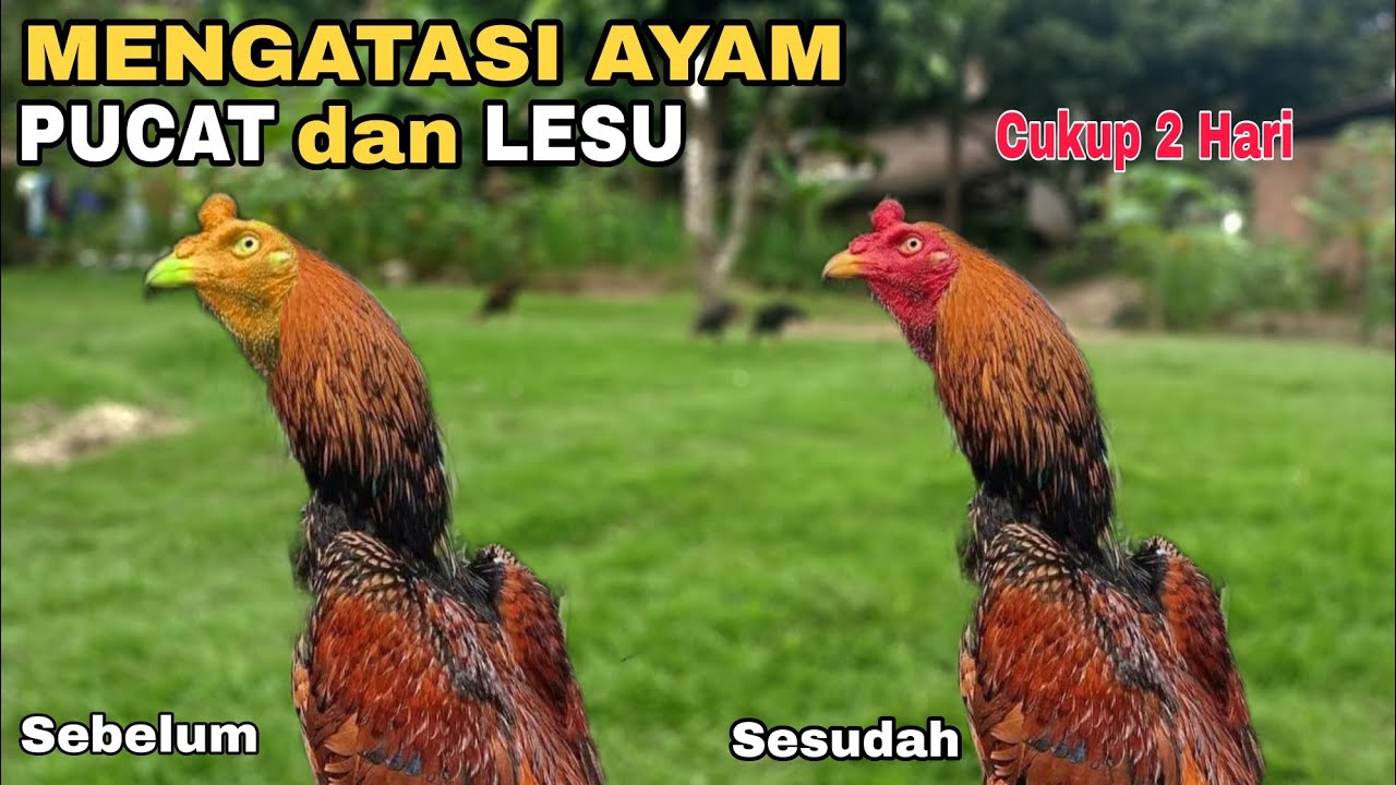 cara mengatasi ayam pucat dan lesu