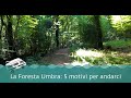 Puglia Fuori Rotta - 5 buoni motivi per visitare la Foresta Umbra