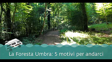 Come accedere alla Foresta Umbra?