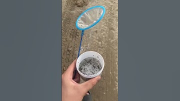 Vợt lăng quăng cho cá ăn #nghienthungxop #thuysinh