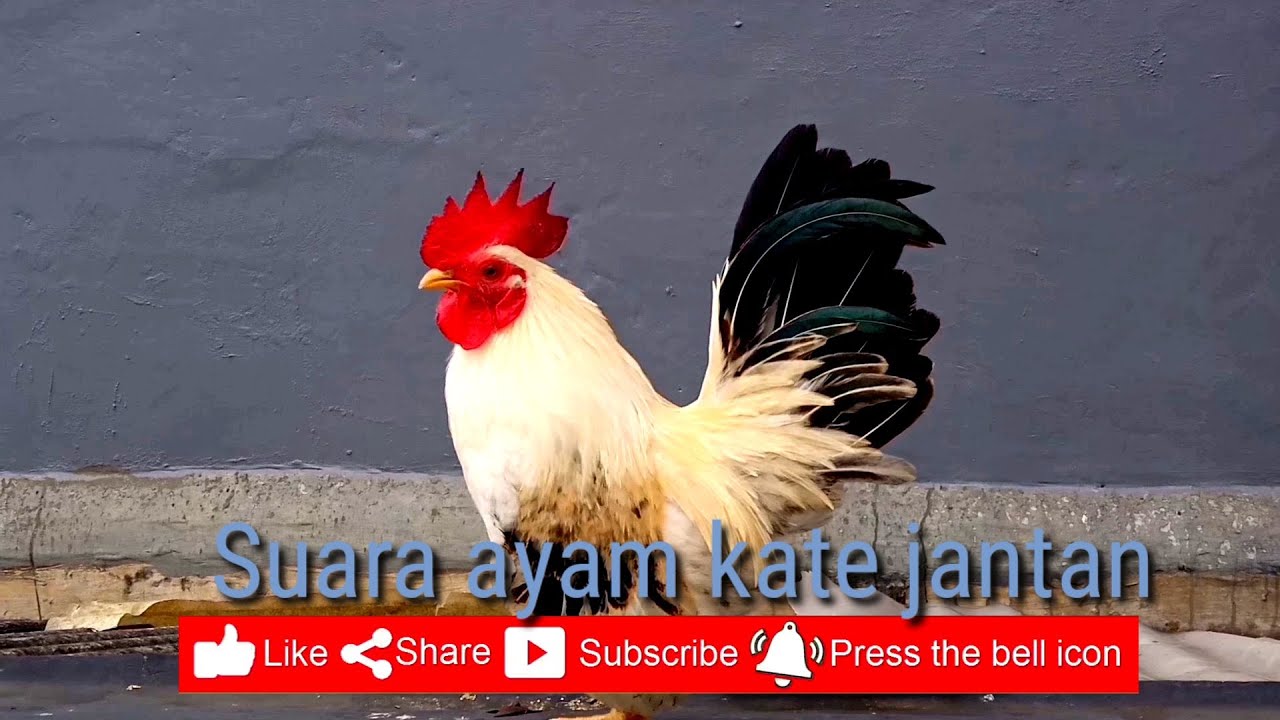 SUARA AYAM KATE JANTAN 
