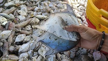 Cá Liệt Và Mực Ống Của Hai Mẻ Lưới Đánh Cùng Một Điểm - Nhân Trương Vlog