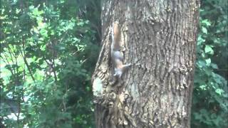 2 SQUIRRELS PLAYING TAG ON A TREE IN MY BACKYARD