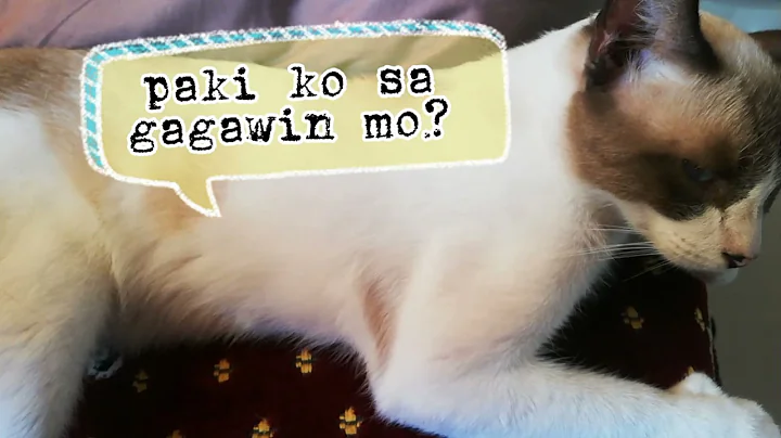 Watch the video about Siamese Cat Turagsoy | Makikitulog | Shey Tv