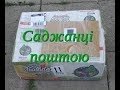 Саджанці ожини і полуниці з інтернет магазину Батьків сад. Мабуть найкраща упаковка, що я бачив.