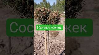 Редкая сосна Ежек ,ель Пуш ,Акракона.