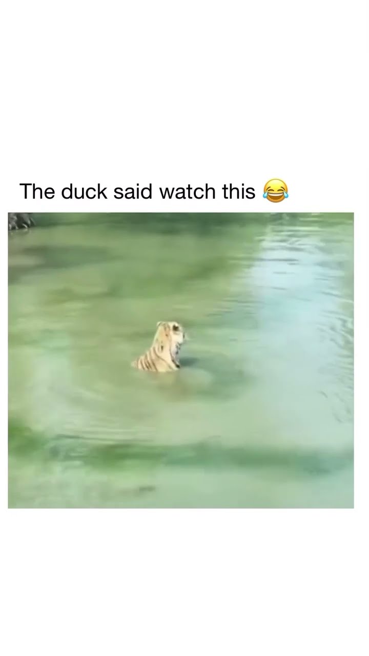 Duckio like we can really play these games that’s nothing I got prvnci playing
