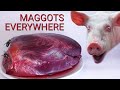Pigs heart eaten by maggots timelapse
