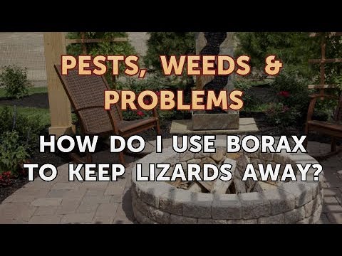 How do I Use Borax to Keep Lizards Away?