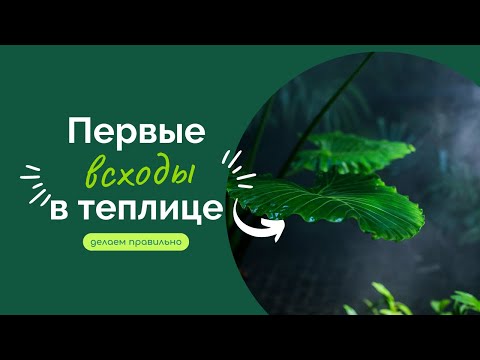 Видео: 10 Распространенные проблемы с теплицами: решение проблем с тепличными растениями