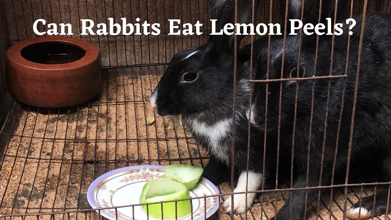 Can Rabbits Eat Lemon Peels? Here’s the Answer YouTube